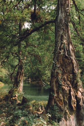 丛林中的树木图片
